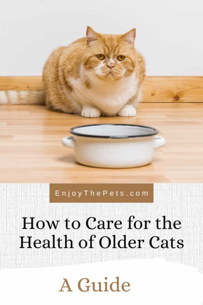 A closer look at Tips For Introducing Kitten To Senior Cat In A Senior Friendly Environment