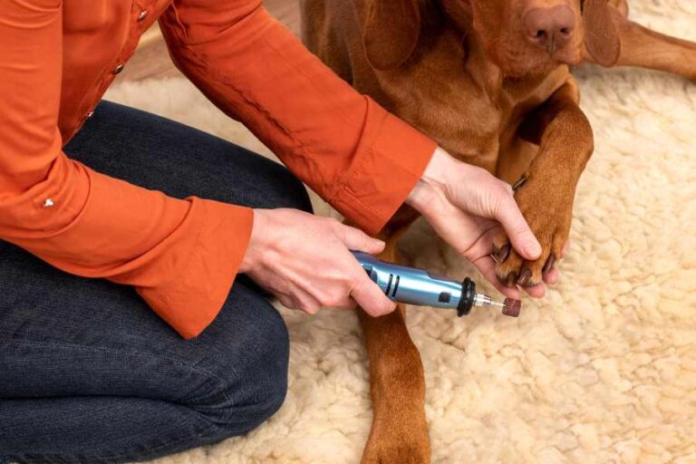 How to Cut a Dog's Nails: A Step-by-Step Guide - Enjoy The Pets