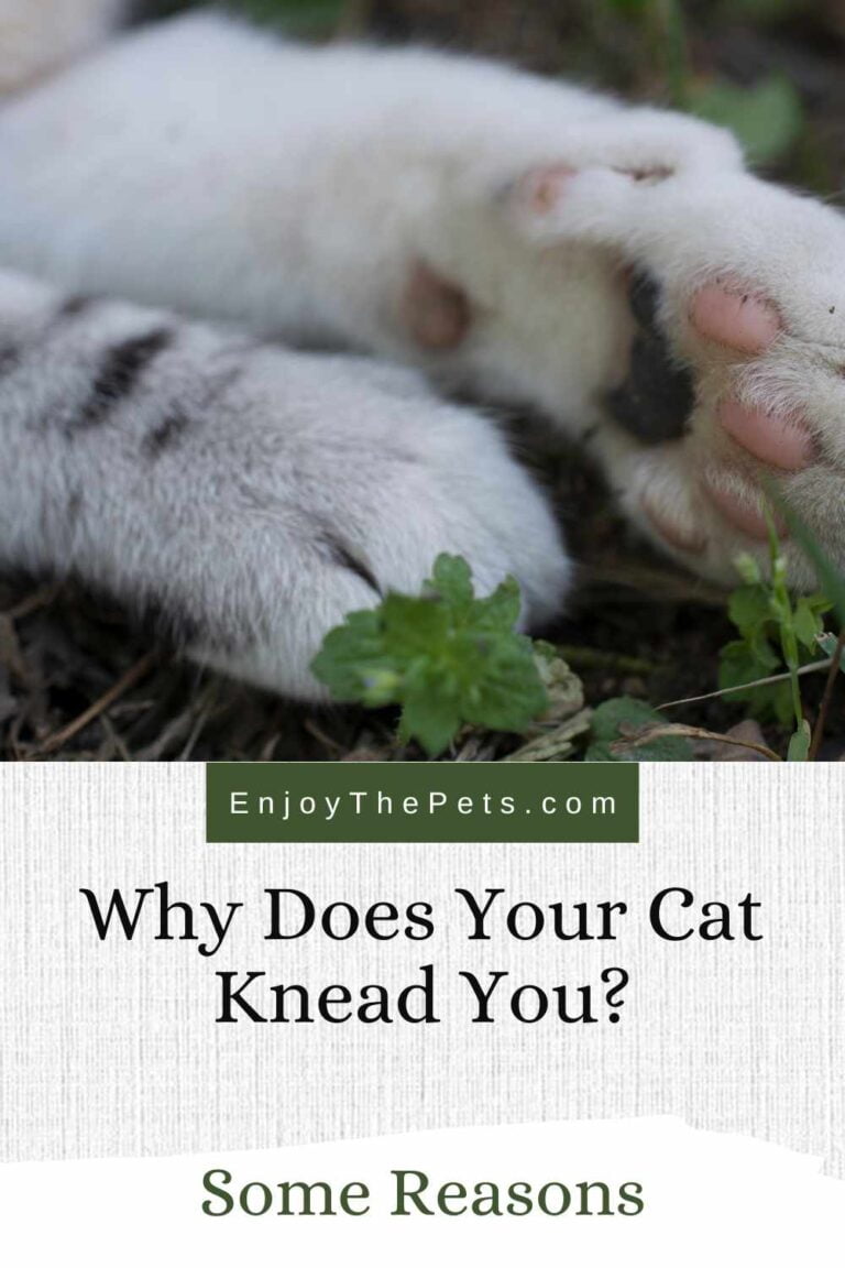 Do Cats Knead To Mark Territory Reference: Why Does Your Cat Knead You Some Reasons