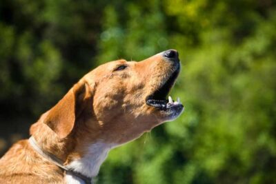 Image showcasing How to Stop a Dog from Barking Excessively: All The Tips - Enjoy The Pets