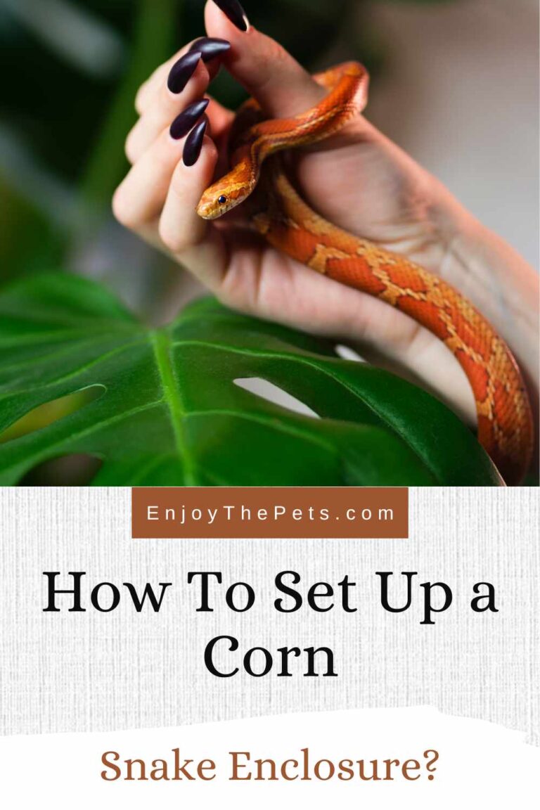 Gallery Detail: How To Set Up A Corn Snake Enclosure
