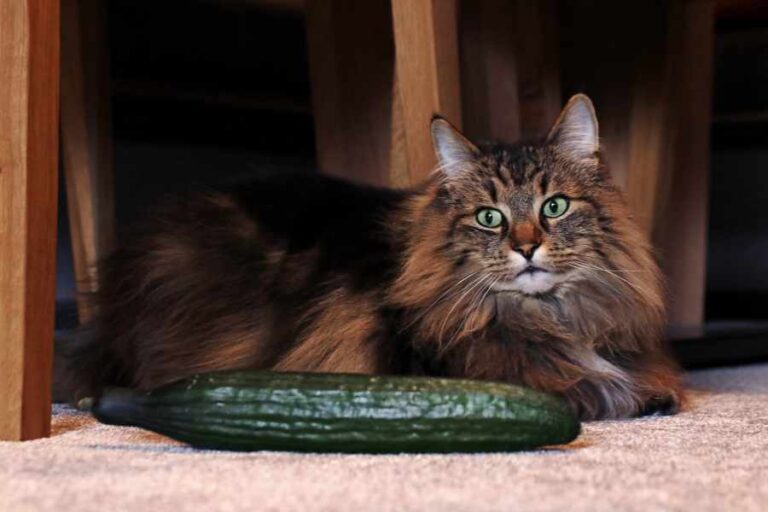 Why Do Cats Hate Cucumbers? Enjoy The Pets