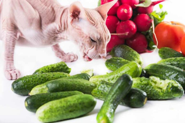 Why Do Cats Hate Cucumbers? Enjoy The Pets