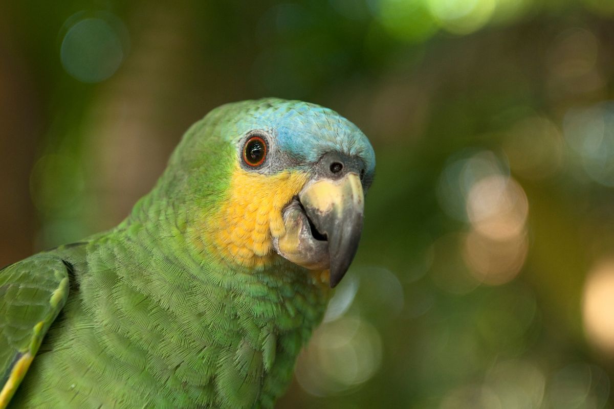 The Lifespan of Parrots