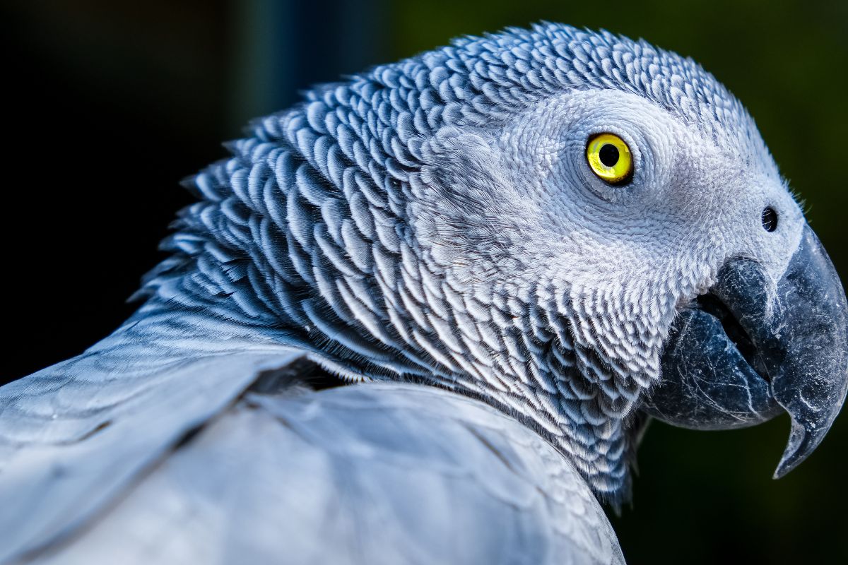 What Lifestyle Factors Help Parrots Live Longer